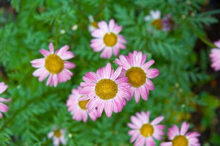 camomilesの写真素材