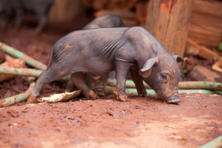 The black pig in Lahu village (North Tayland)
