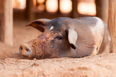The black pig in Lahu village (North Tayland)の写真素材