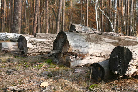 Old cut pine trunks in the forrest