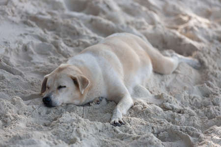 A dog sleeping in sand on the beach, Phuket