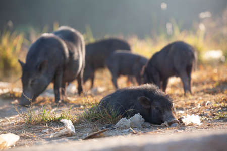 Wild pigs near the road by the settlement, Phuket, Thailandの写真素材