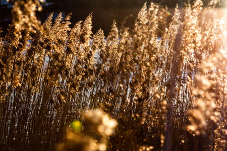 dry plants in the sunset light
