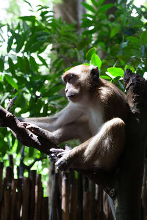 Wild monkey on the treeの写真素材