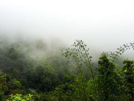 Cloud coming from the mountain on the forrest below