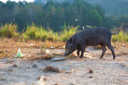 Wild black pigs near the city, Phuket, Thailandの写真素材