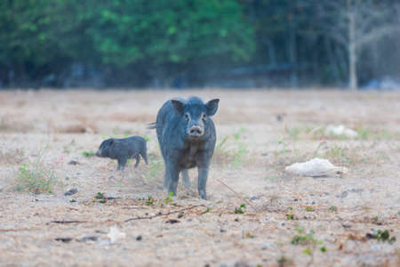 Wild black pigs in the center of Downtown on Phuketの写真素材