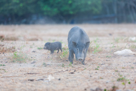 Wild black pigs in the center of Downtown on Phuketの写真素材