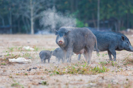 Wild black pigs in the center of Downtown on Phuketの写真素材