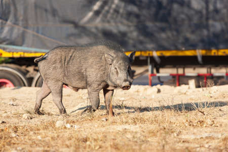 Wild black pigs in the center of Downtown on Phuketの写真素材