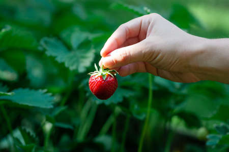 A strawberry in woman handの写真素材