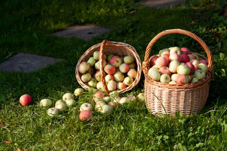Ripe organic apples grown in a private orchardの写真素材