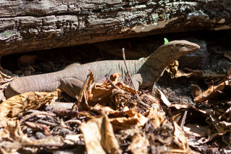 Monitor lizard in dry leaves