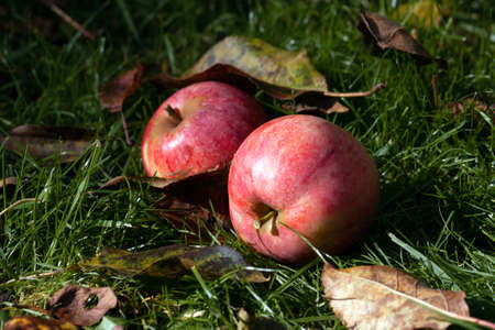 Ripe apples on the grass in the garden