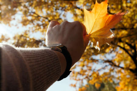 Woman hand holding orange maple leaves