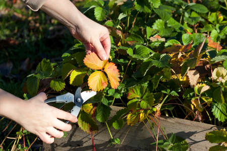 Cutting of damaged strawberry leaves for winterの写真素材
