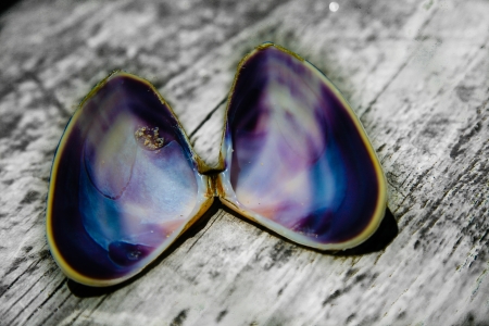 Purple colored musselshellの写真素材