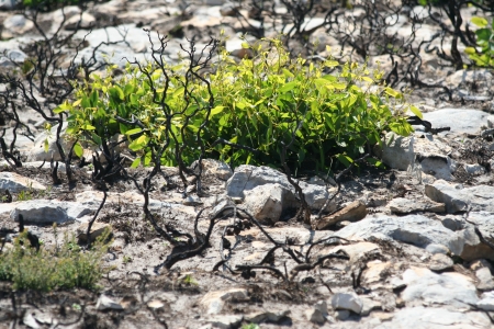 Flower back to life after bushfireの写真素材