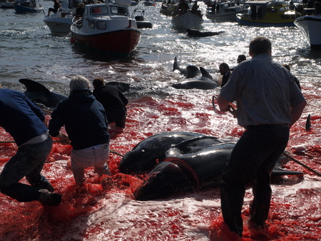 THORSHAVN, FAROE ISLANDS - JULY 23, 2010: 108 Long-finned pilot whales are beached and killed. On Faroe Islands people have been eating the meat and blubber from pilot whales for centuriesのeditorial素材