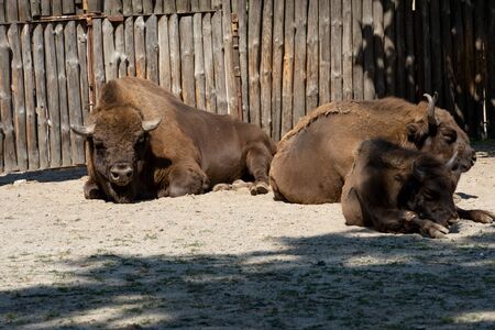 large males of american bison in the zooの写真素材