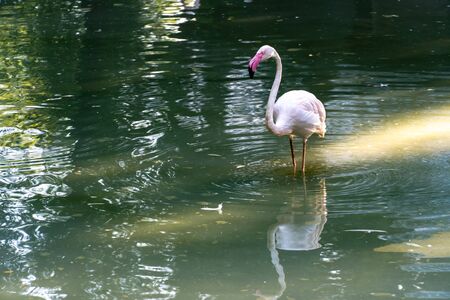 Pink flamingo walks on a salt lakeの写真素材