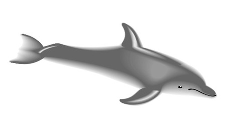 dolphinのイラスト素材