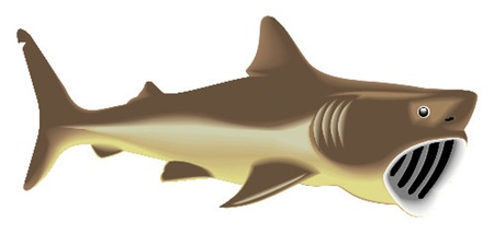 great basking sharkのイラスト素材
