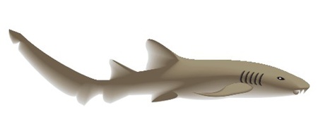 nurse sharkのイラスト素材