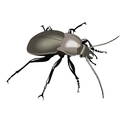 beetleのイラスト素材