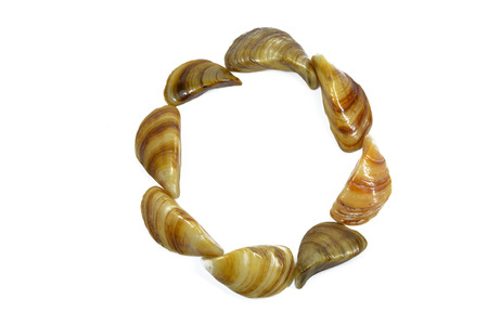 O letter composed shellsの写真素材