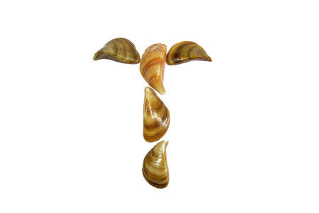 T letter composed shellsの写真素材