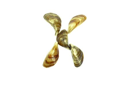 X letter composed shellsの写真素材
