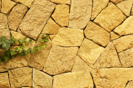 ivy on the wallの写真素材