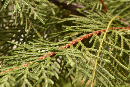 conifer tree