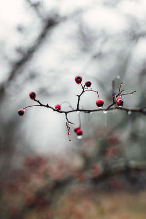 Hawthorn berries on a branch on an autumn day with rain drops. Close up view of red berries.の写真素材
