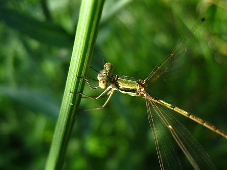 calopteryx