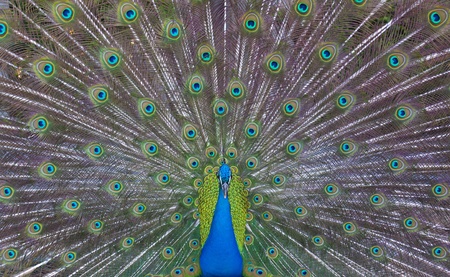 Peacock showing his majestic tail during the mating season.の写真素材