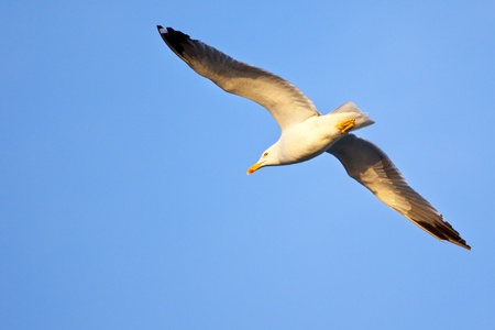 Flying sea gull at a beach near Gibraltar.の写真素材