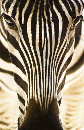 Artistic closeup portrait of a zebra - emphasized graphical pattern.の写真素材