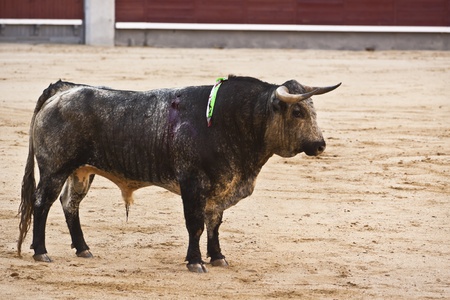 Bull in the bullring fuming with rage.の写真素材