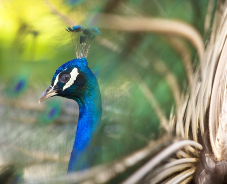 Colorful 'Blue Ribbon' Peacock in full feather (color saturated, shallow focus)の写真素材