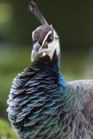 Colorful Female Peacock seducing during mating.の写真素材