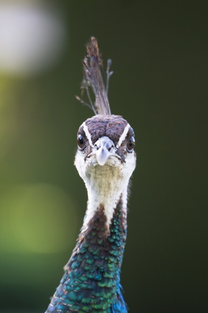 Colorful Female Peacock seducing during mating.の写真素材