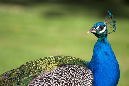 Colorful 'Blue Ribbon' Peacock with the park greenery background.の写真素材