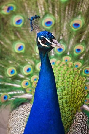 Colorful 'Blue Ribbon' Peacock in full feather (color saturated)の写真素材