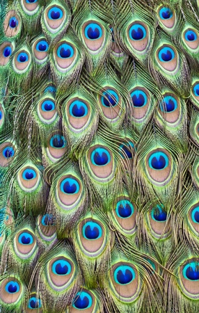 Peacock tail feathers forming a pattern filling the frameの写真素材