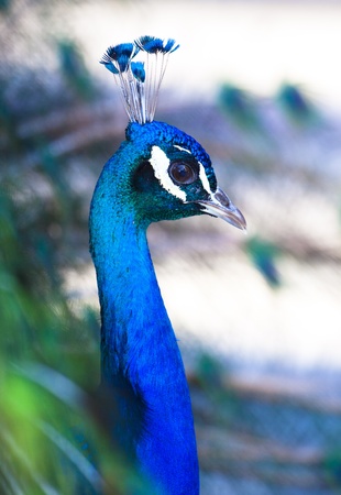 Colorful 'Blue Ribbon' Peacock in full feather (color saturated, shallow focus)の写真素材