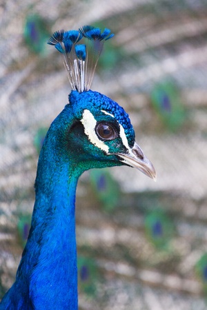 Colorful 'Blue Ribbon' Peacock in full feather (color saturated, shallow focus)の写真素材