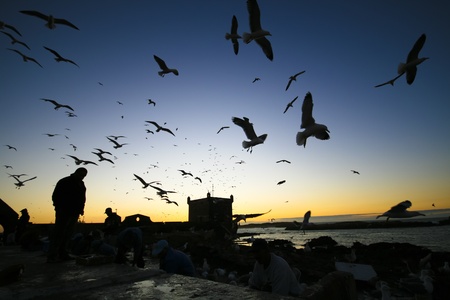 Silhouettes of  fishermans and seagulls in Essaouira, Moroccoの写真素材