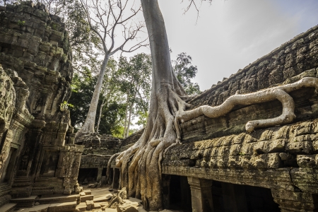 Tree in the ancient temples of Ta Phrom, Angkor Wat, near Siem Reap, Cambodia, South East Asia.の写真素材